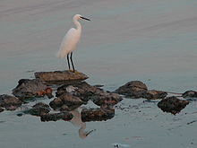 Thau_Aigrette.jpg