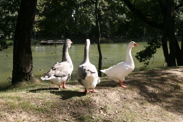 canal_du_midi_011.jpg