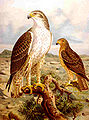 Aigle_de_Bonelli.jpg